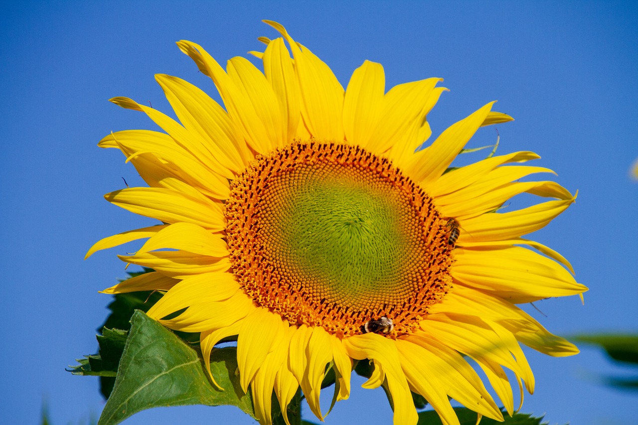 sunflower  yellow  blossom free photo