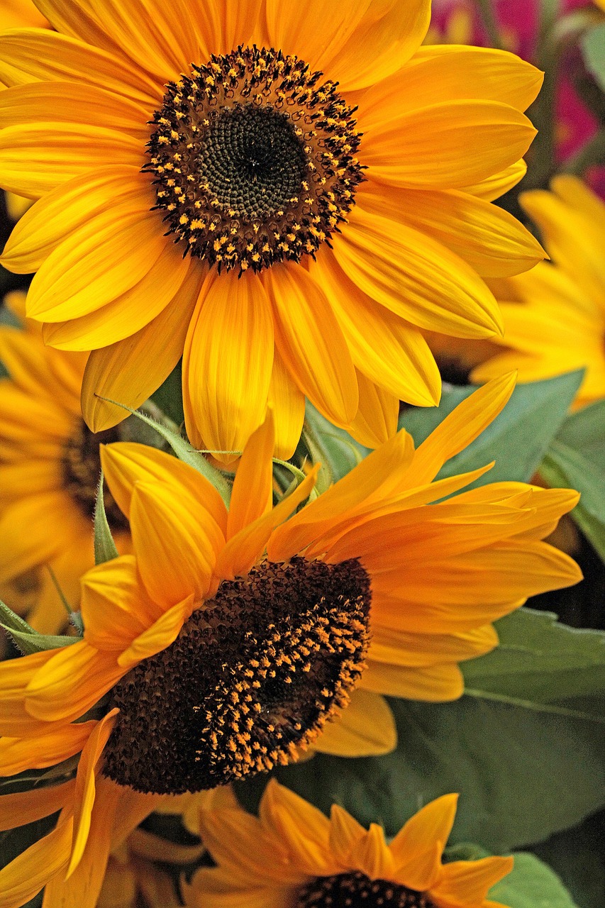 sunflower  flower  yellow flower free photo