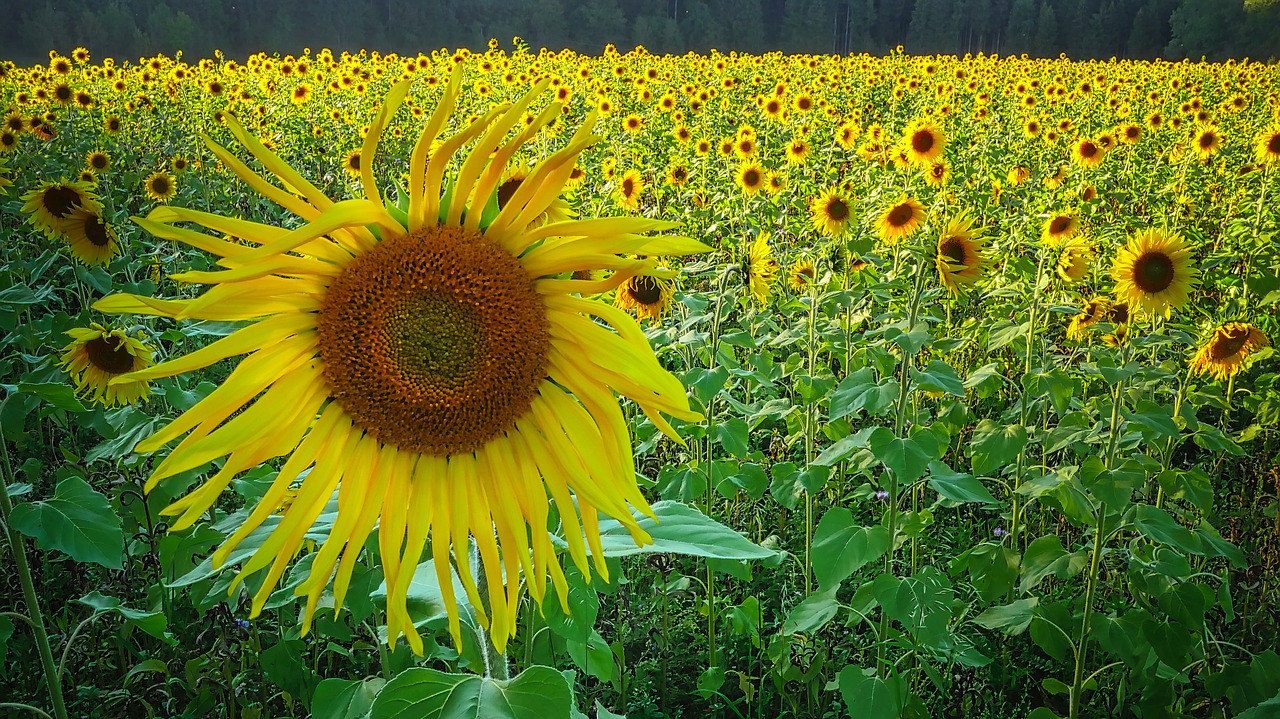 sunflower  field  yellow free photo