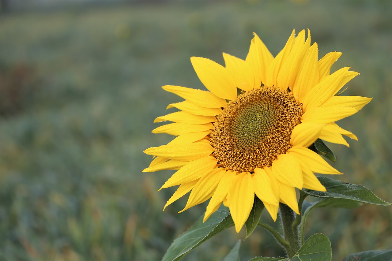 sunflower  morning  meadow free photo