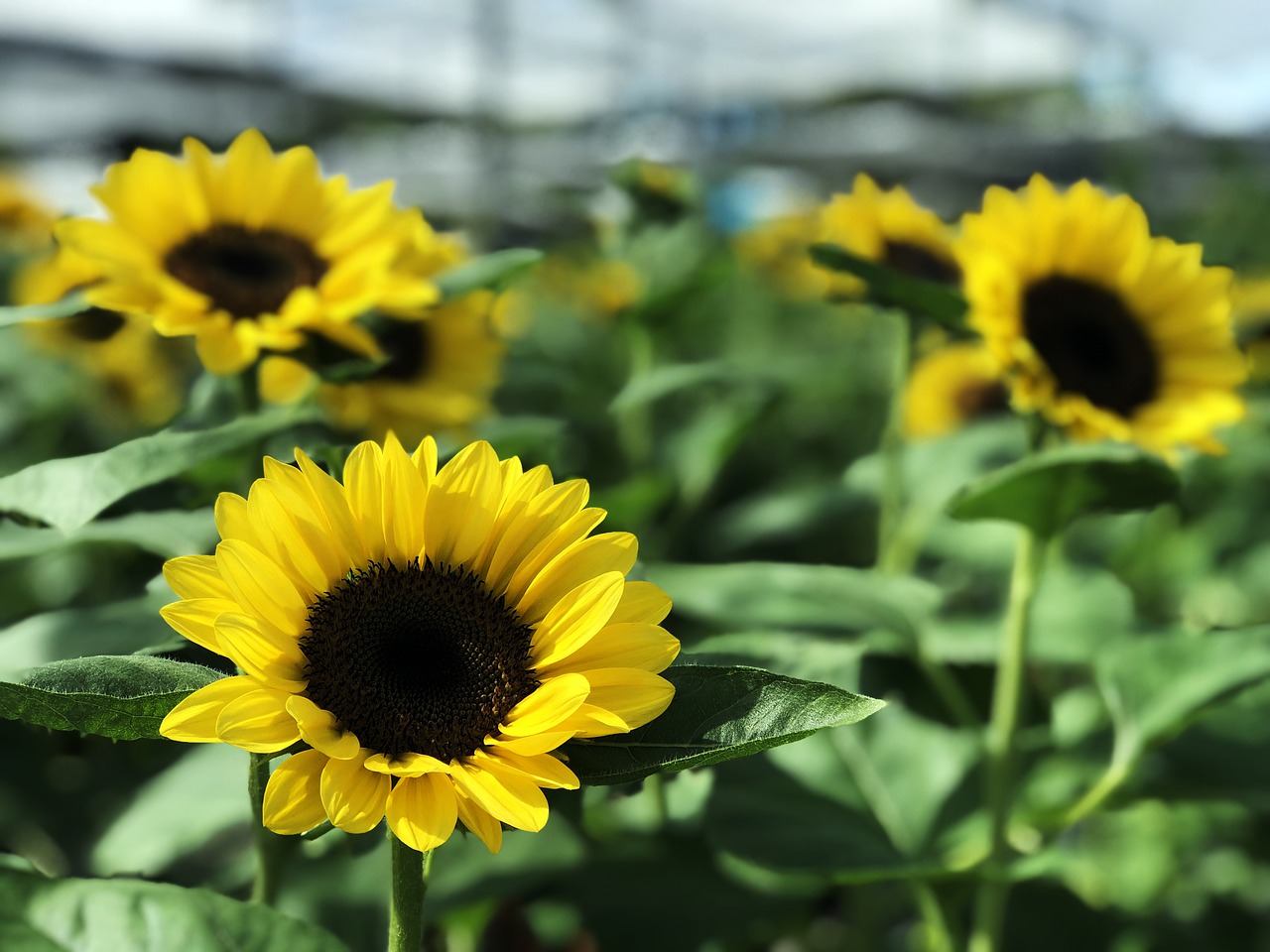 sunflower  nature  flowers free photo