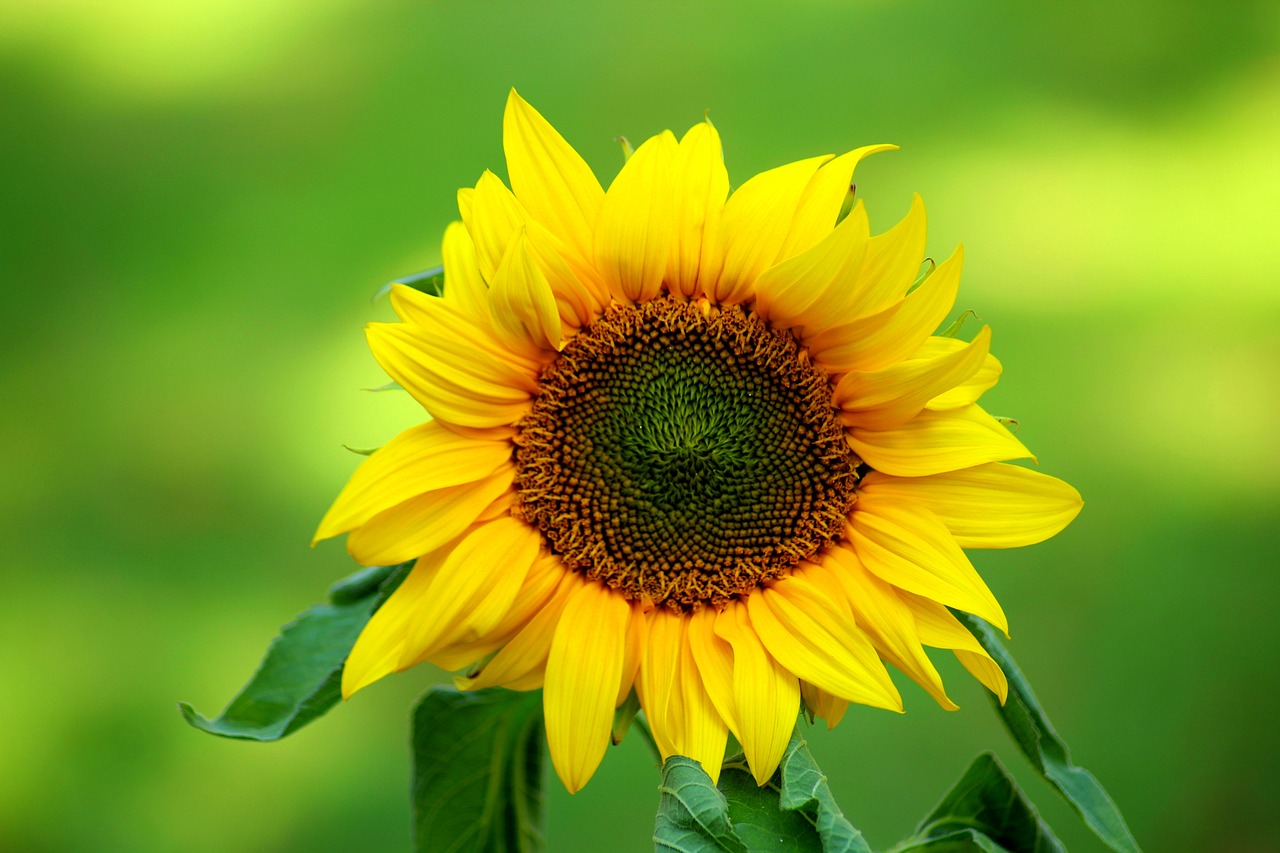 sunflower  flower  ornamental sunflower free photo