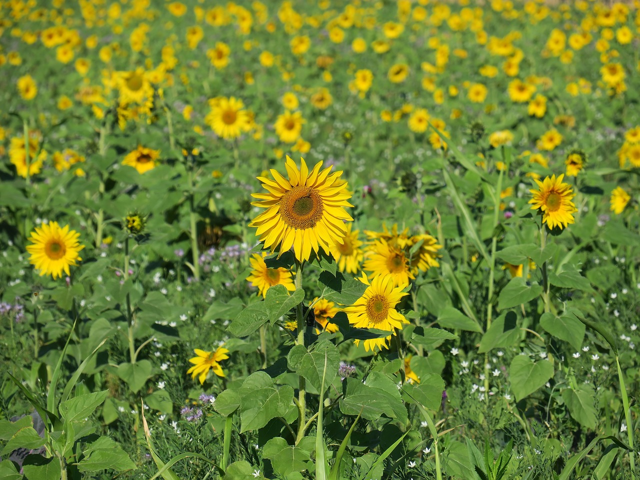 sunflower  sunflower field  nature free photo