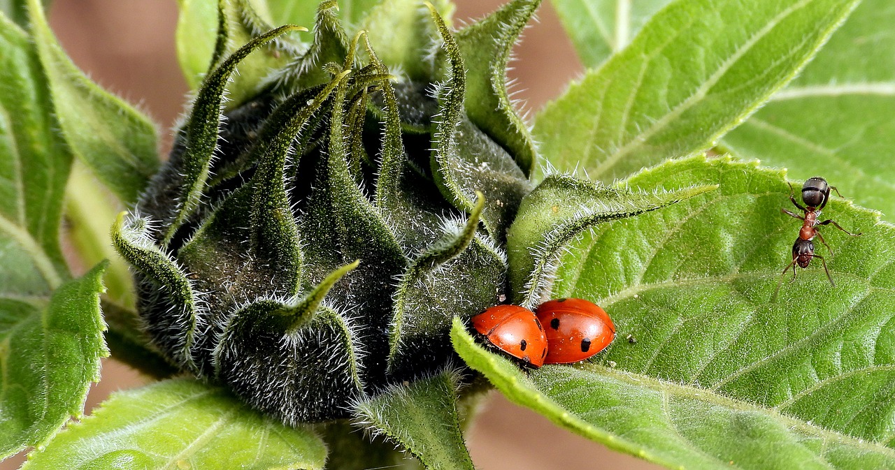 sunflower  ladybugs  ladybug free photo