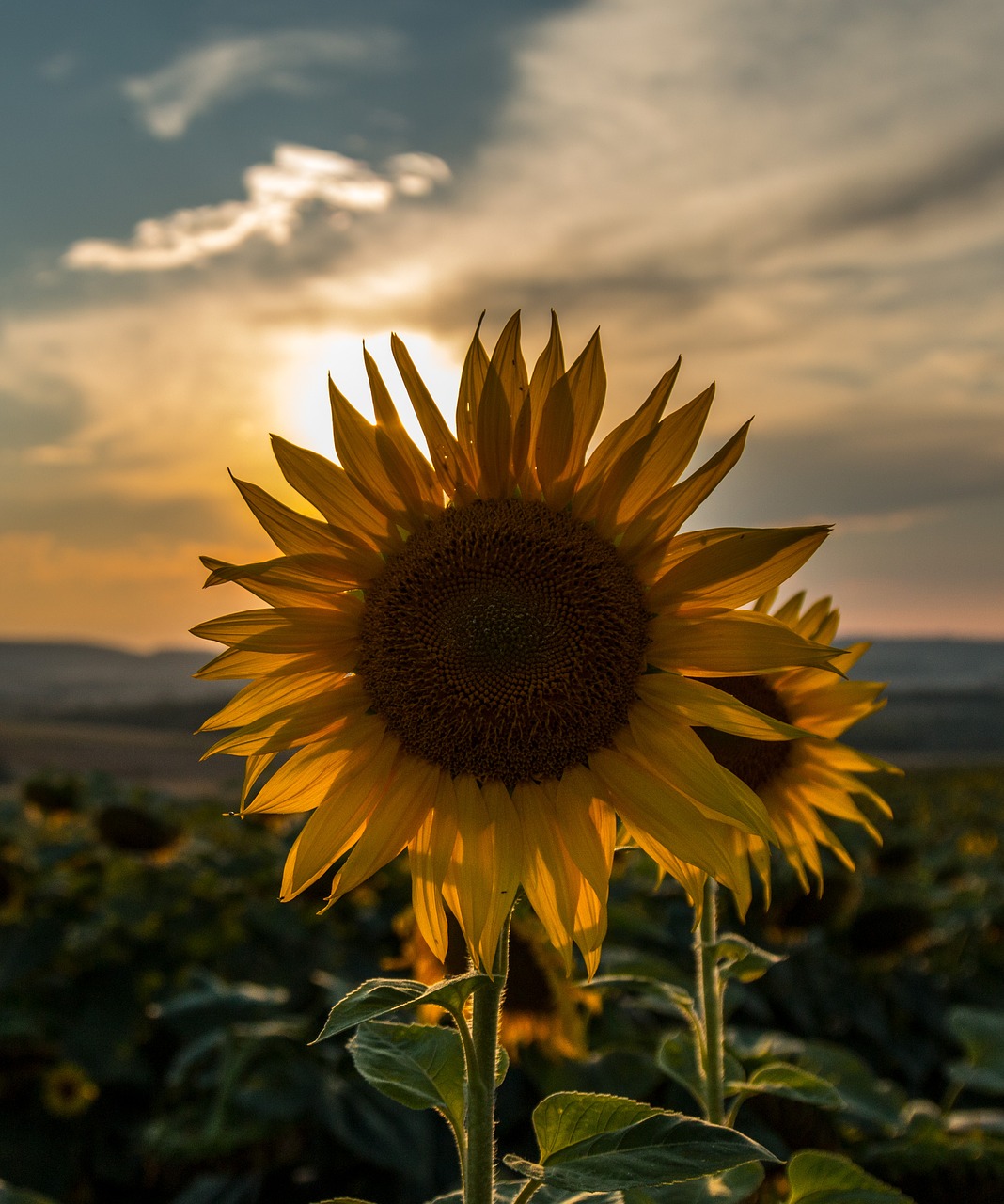 sunflower  sunset  summer free photo