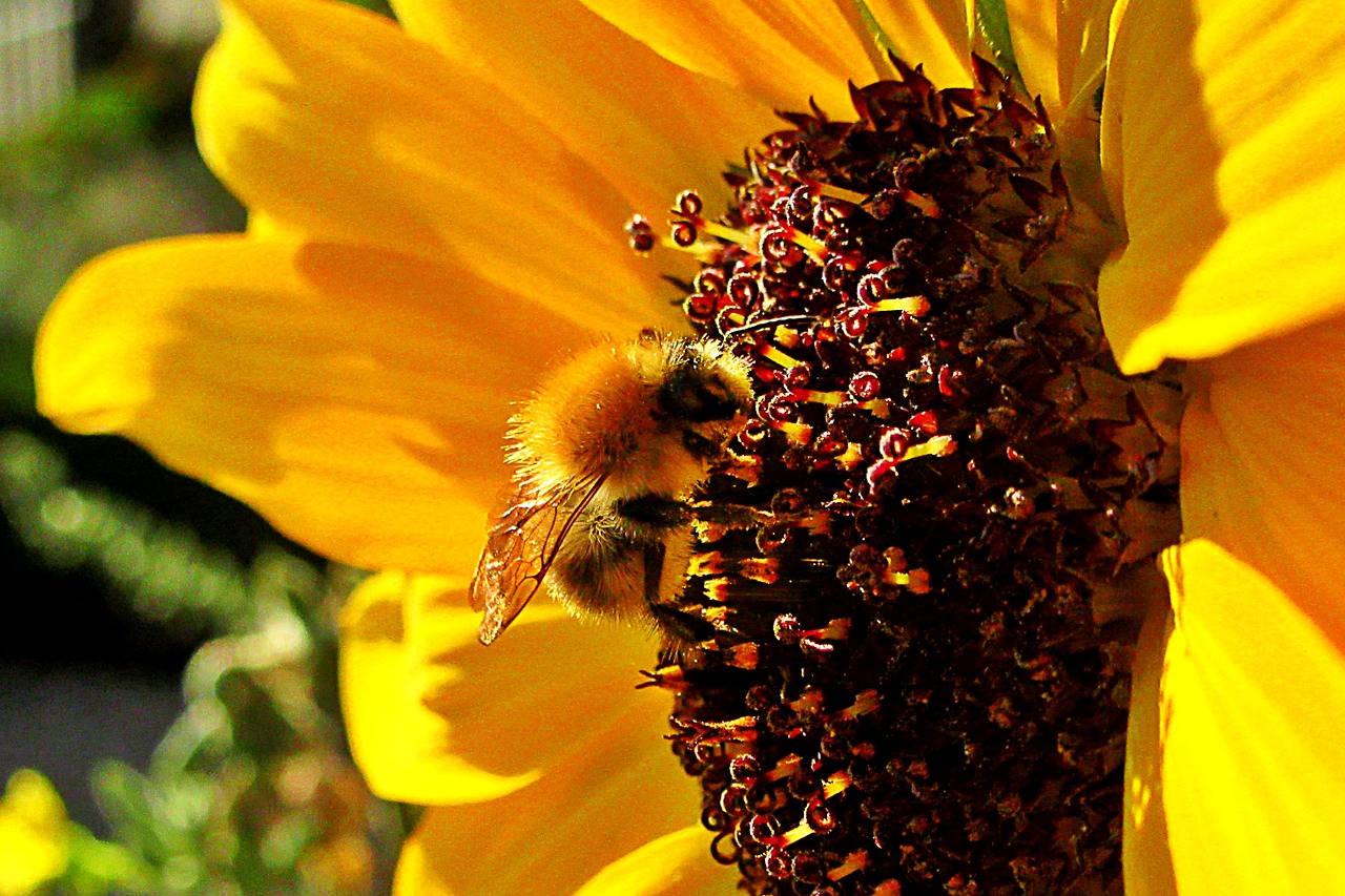 sunflower  bee  bumblebee free photo