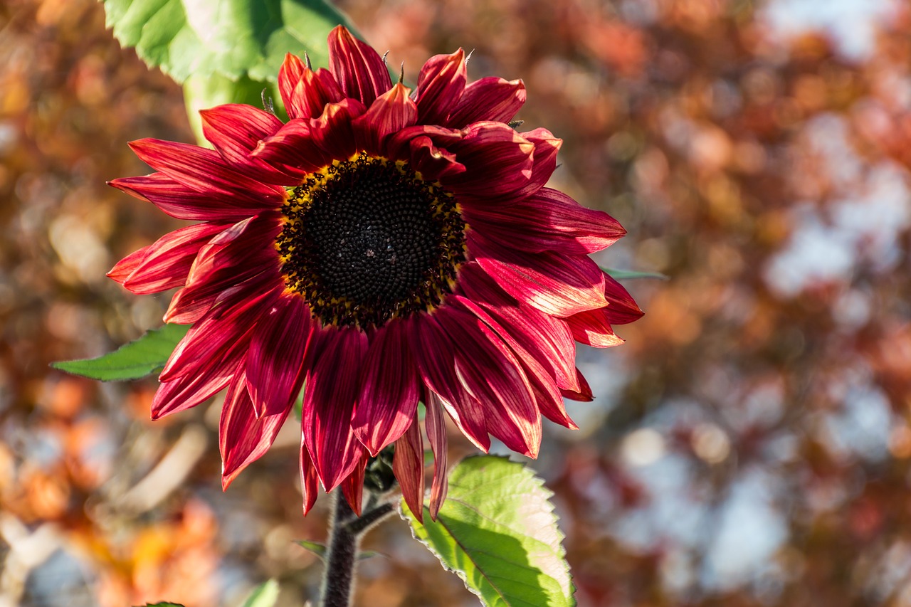 sunflower  flower  nature free photo