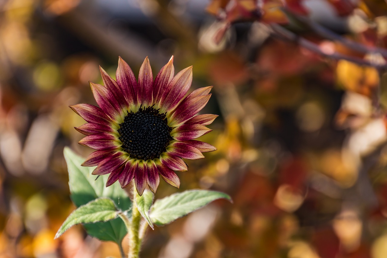 sunflower  flower  nature free photo