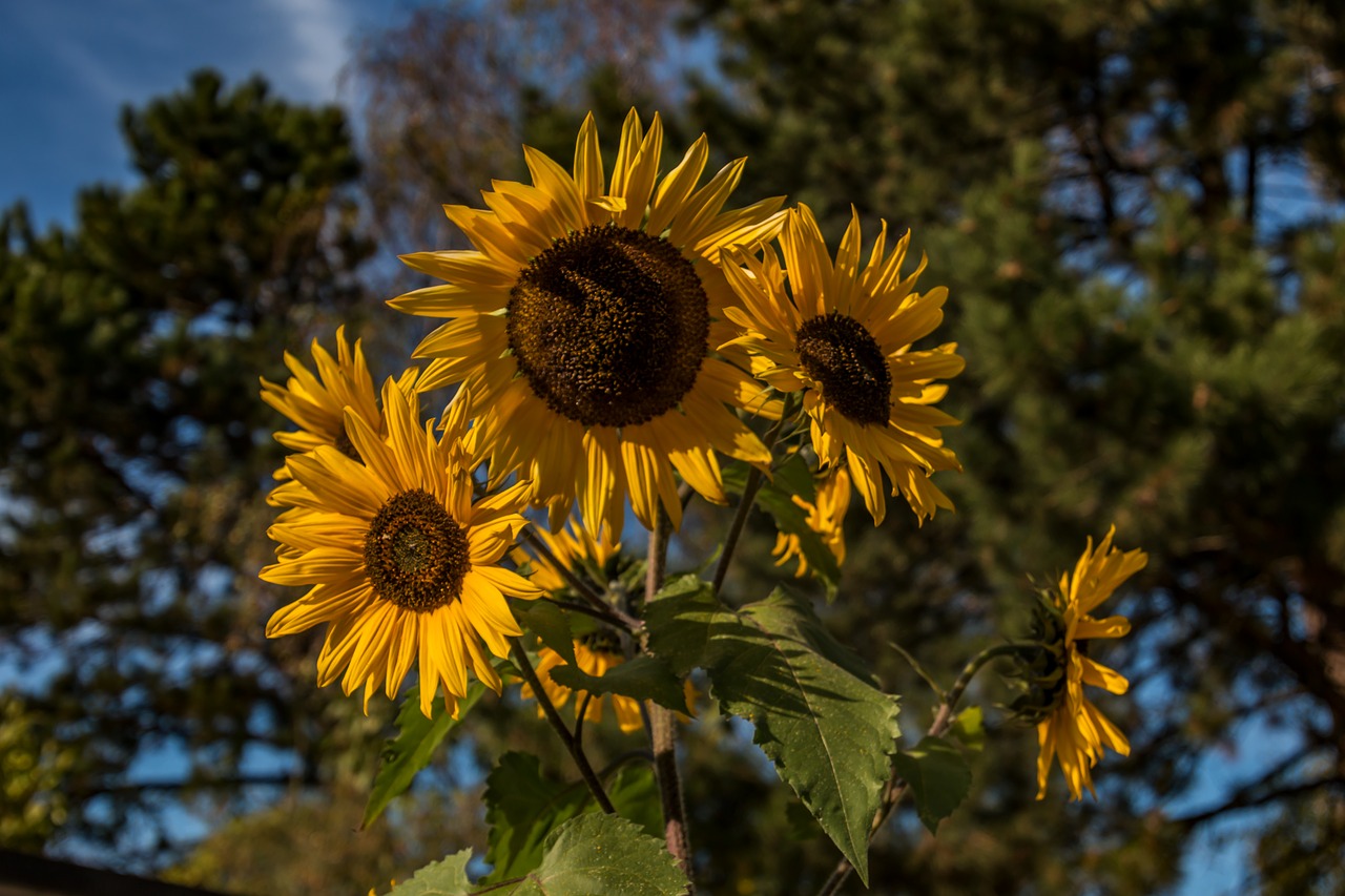 sunflower  flower  nature free photo