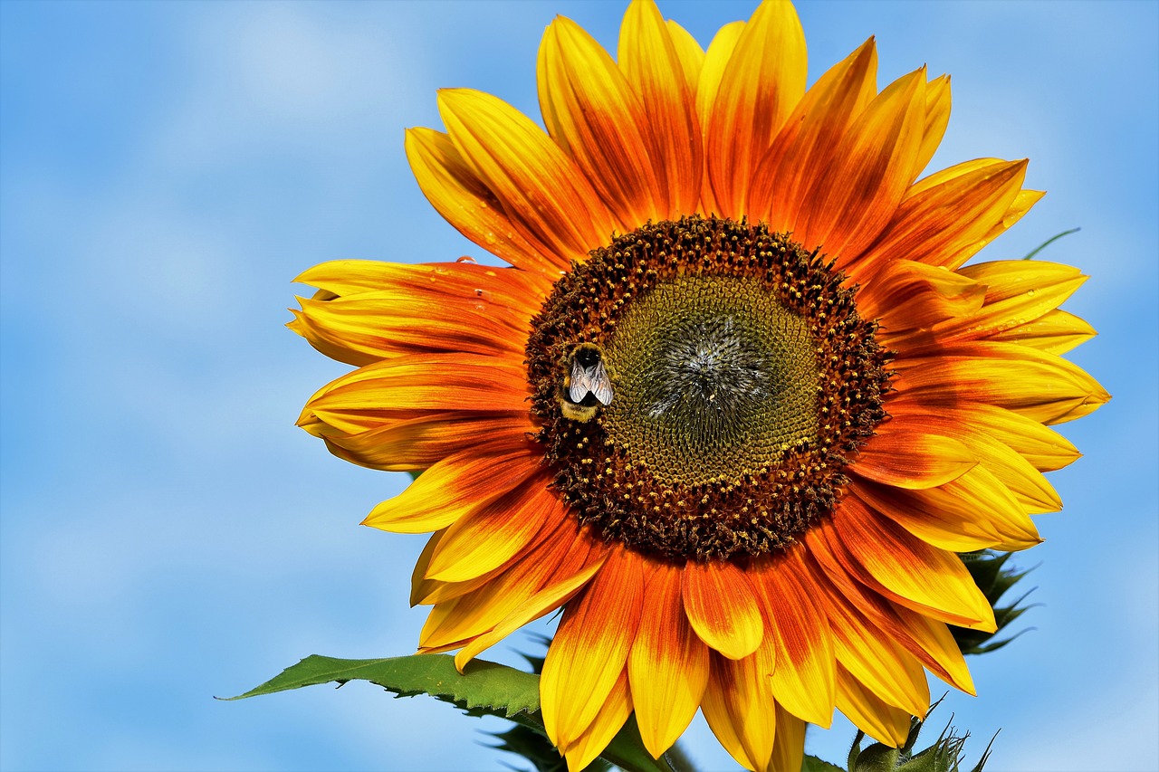 sunflower  flower  hummel free photo