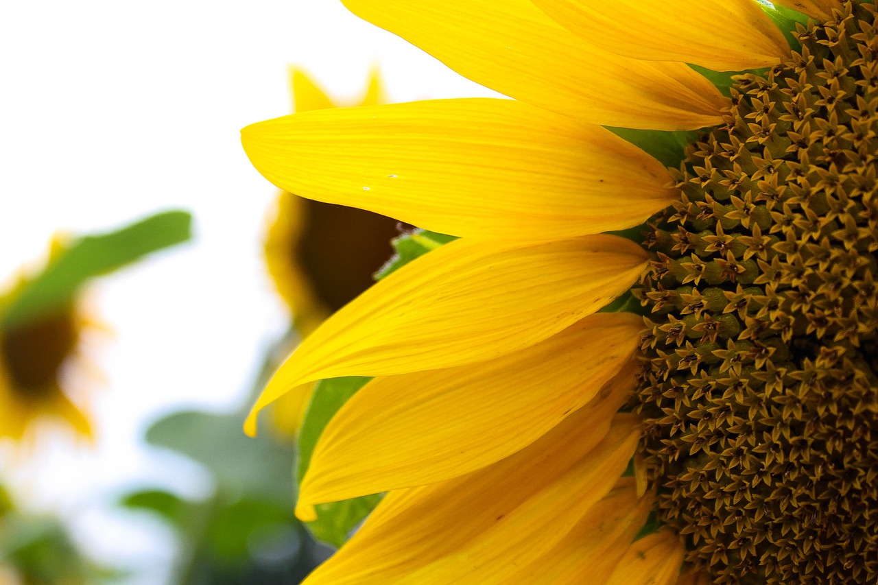 sunflower  yellow  sun free photo