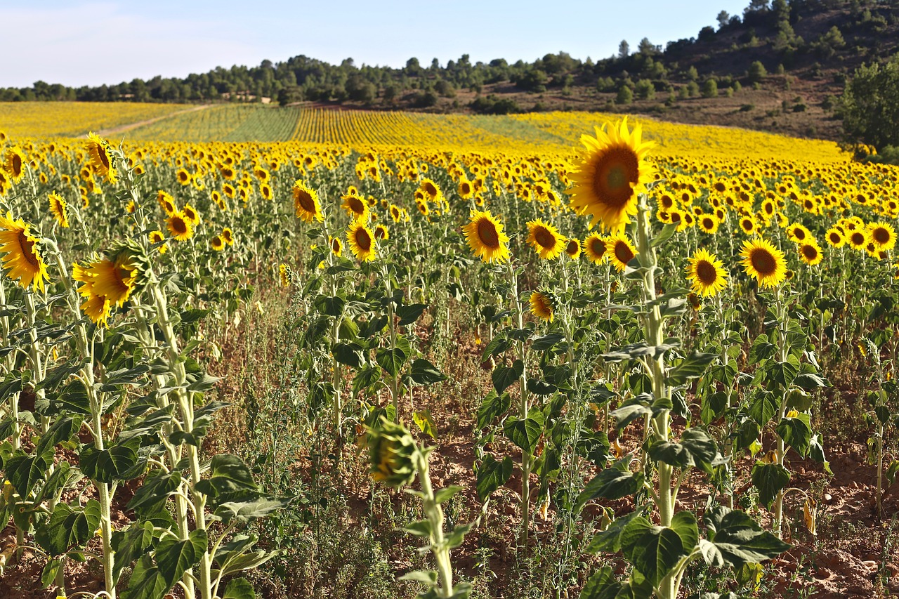 sunflower  sun  summer free photo