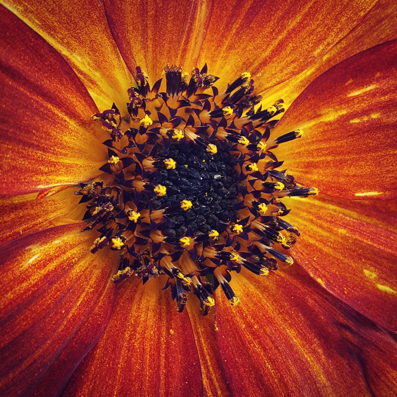 sunflower  helianthus  macro free photo