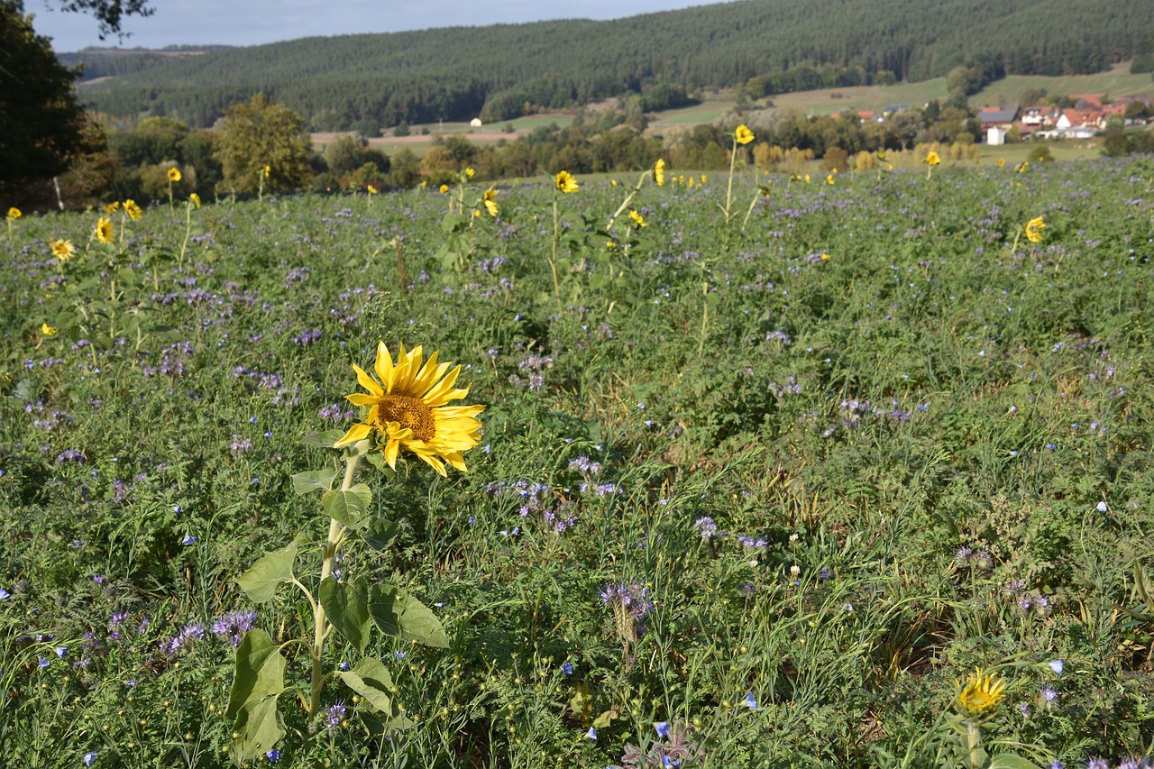 sunflower  nature  flower free photo