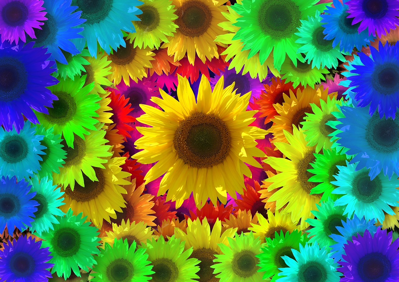 sunflower  colorful  color free photo
