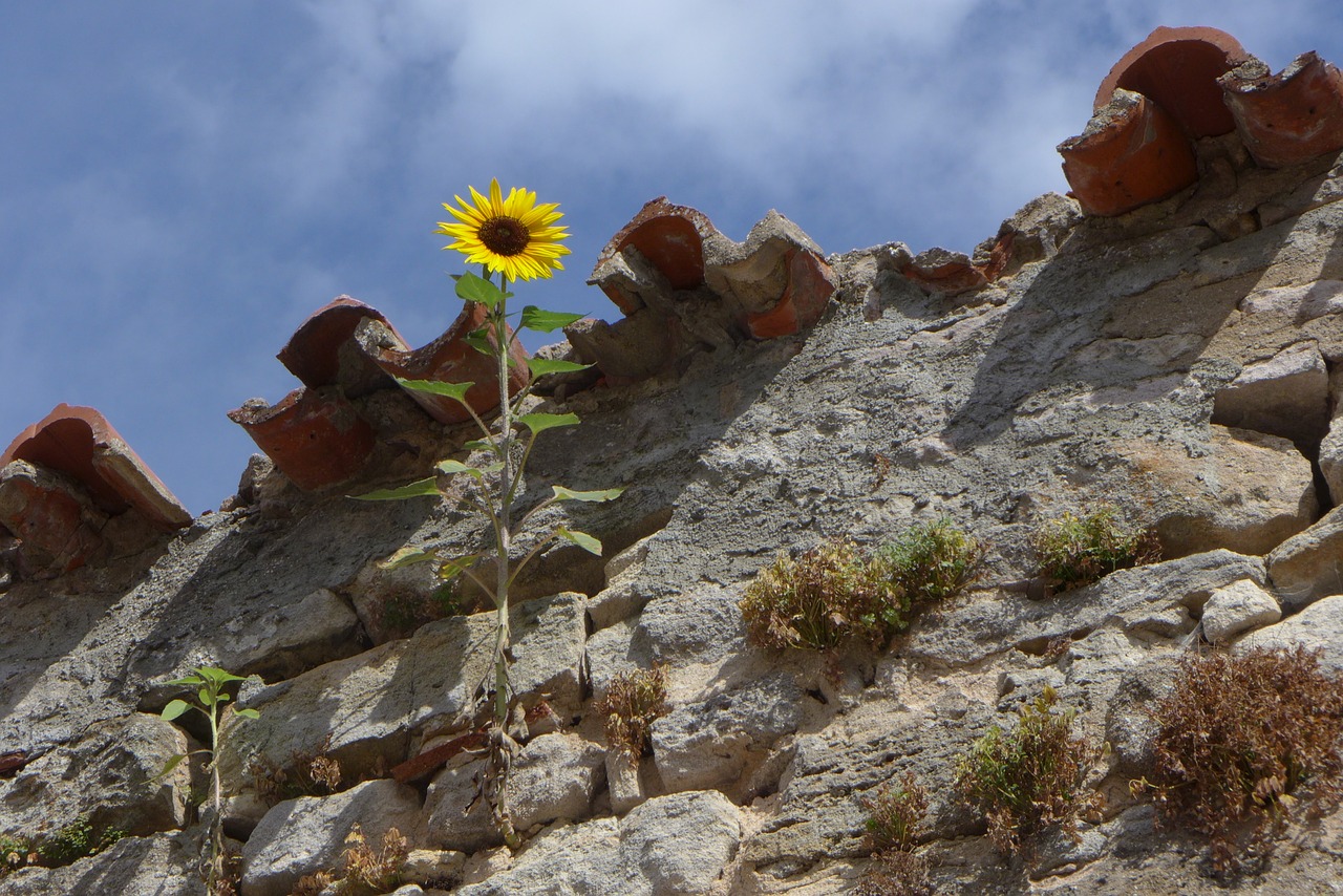 sunflower  plant  wall free photo