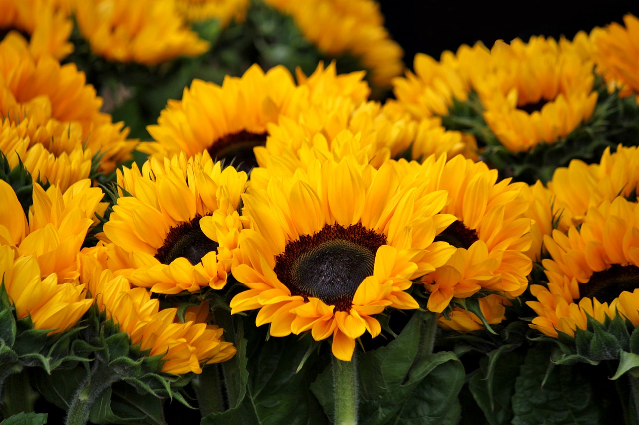 sunflower blossom bloom free photo