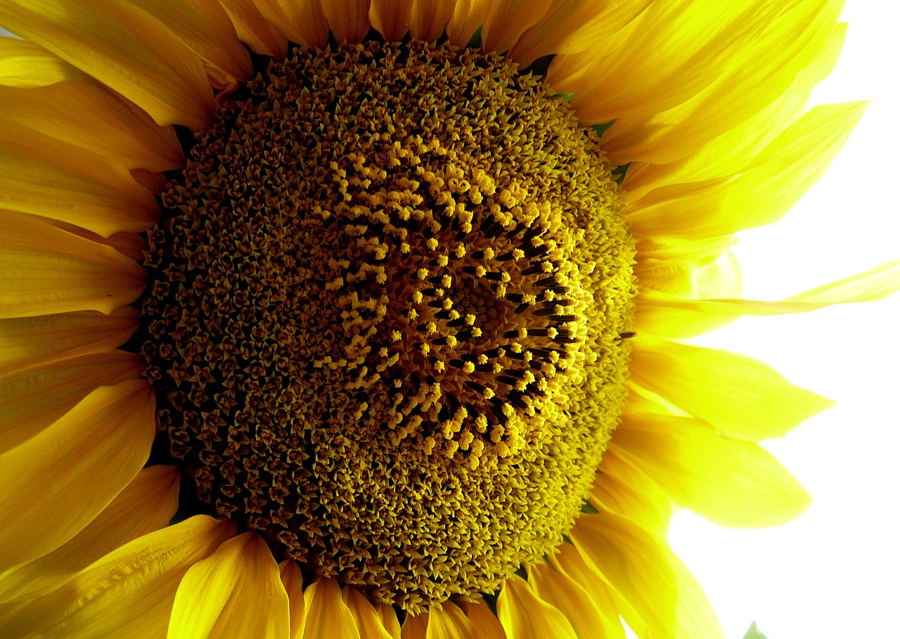 sunflower  blossom  bloom free photo