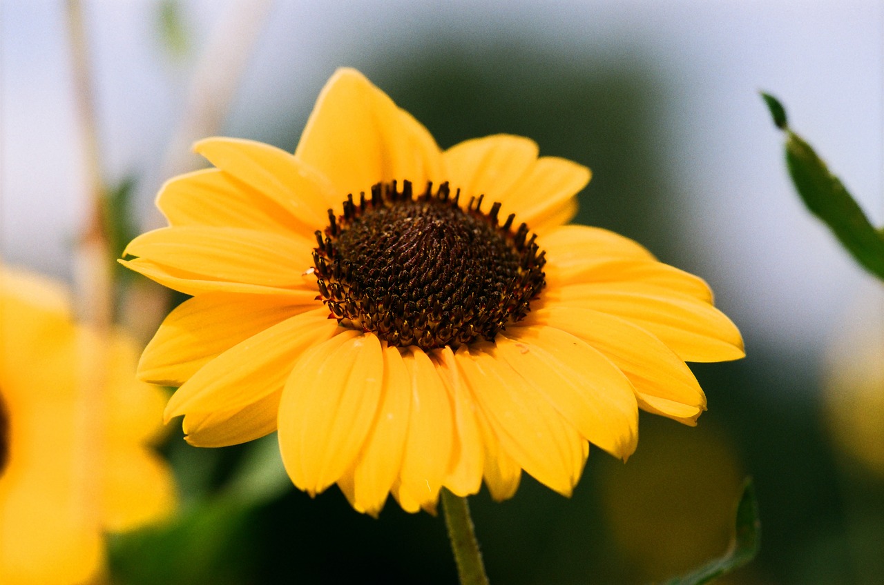 sunflower  film  flowers free photo