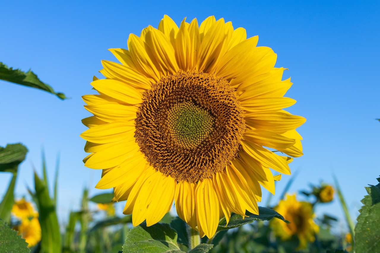 sunflower  flower  yellow free photo