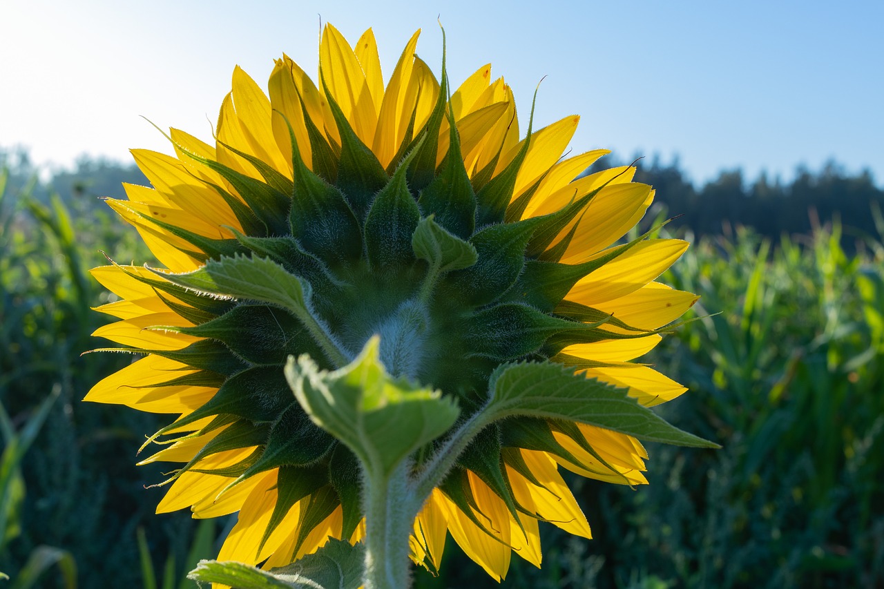 sunflower  flower  yellow free photo