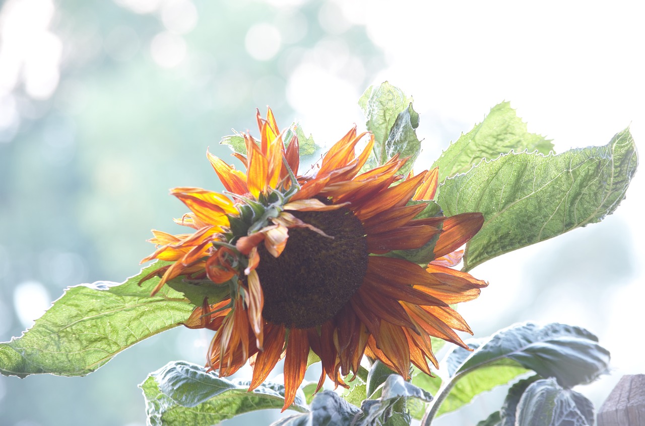 sunflower  fall  orange free photo