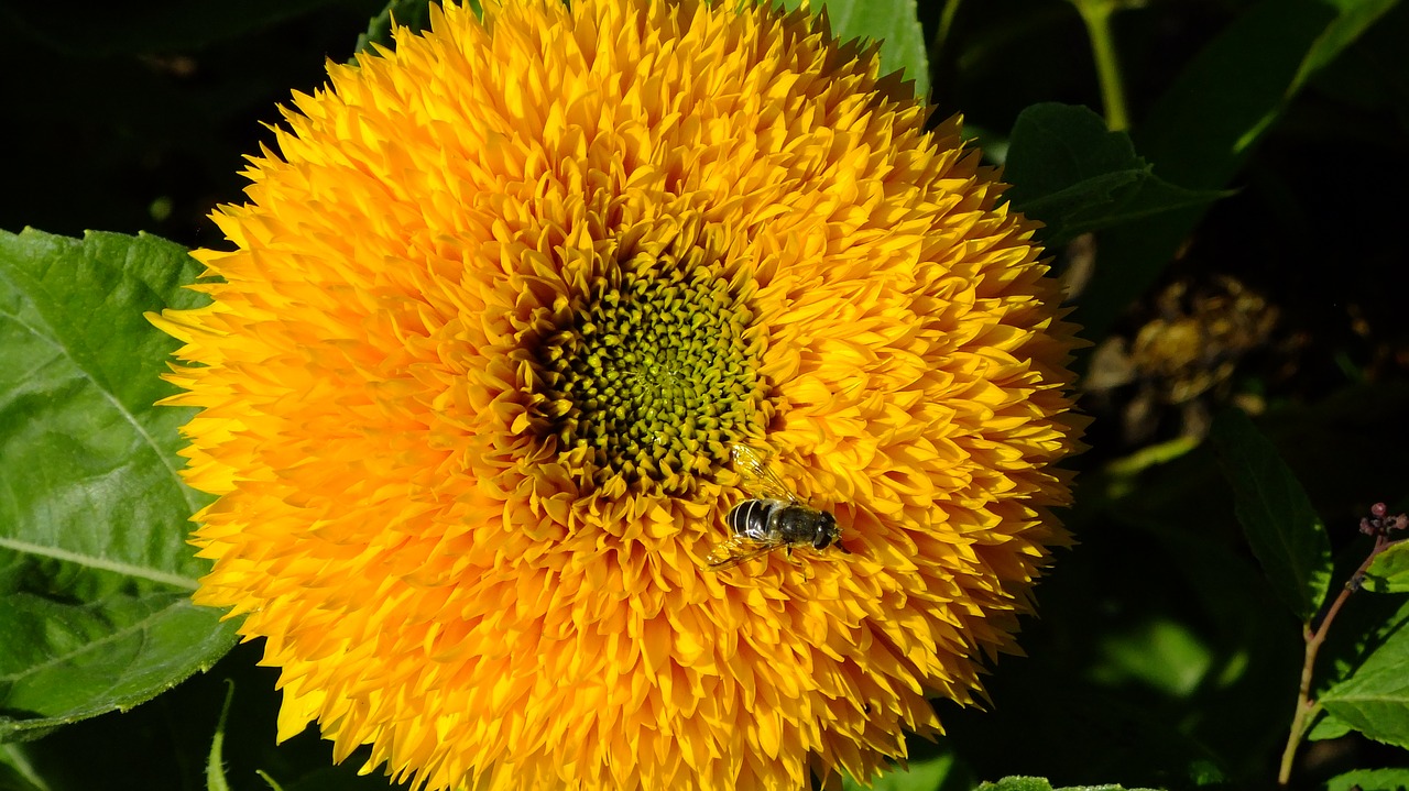 sunflower  nature  summer free photo