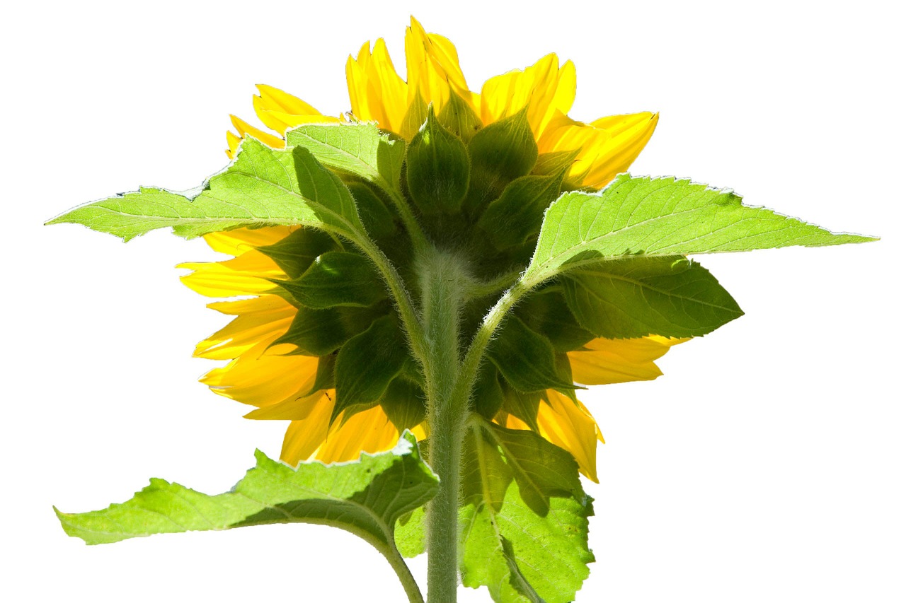 sunflower reverse behind free photo