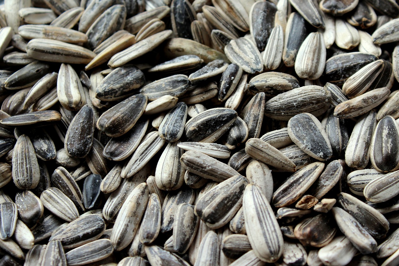 sunflower  seeds  food free photo