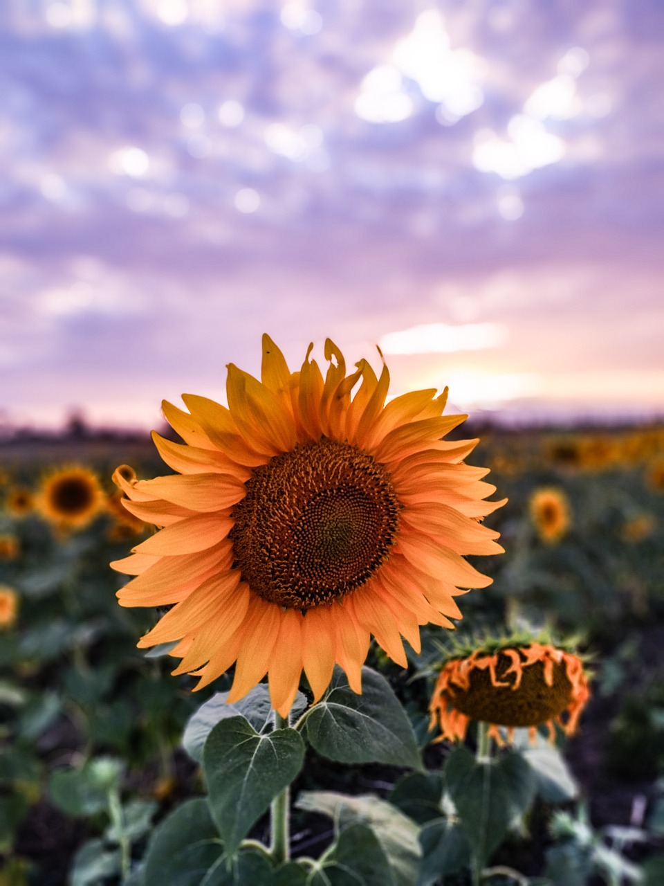 sunflower  summer  flowers free photo