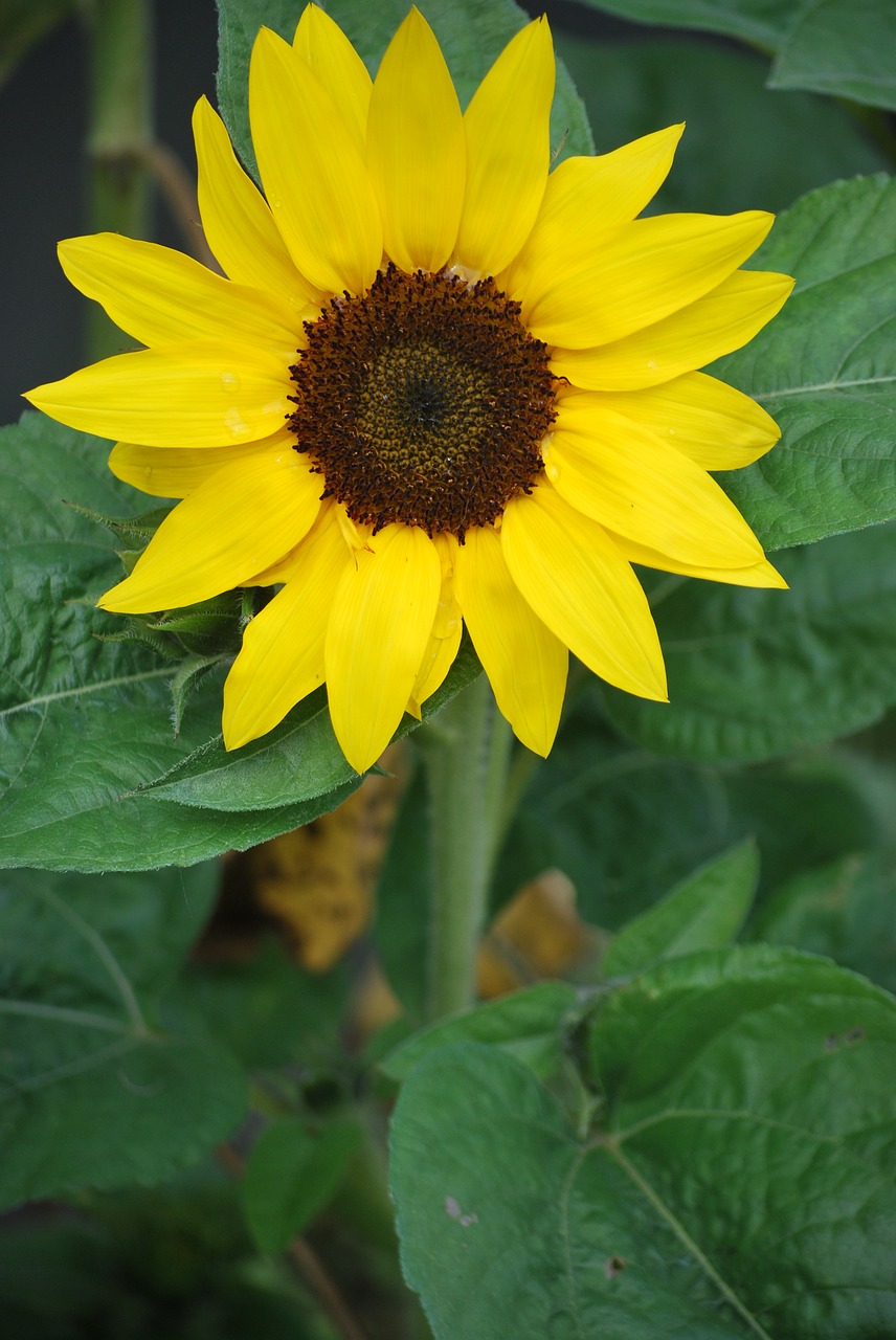 sunflower  sunny  nature free photo