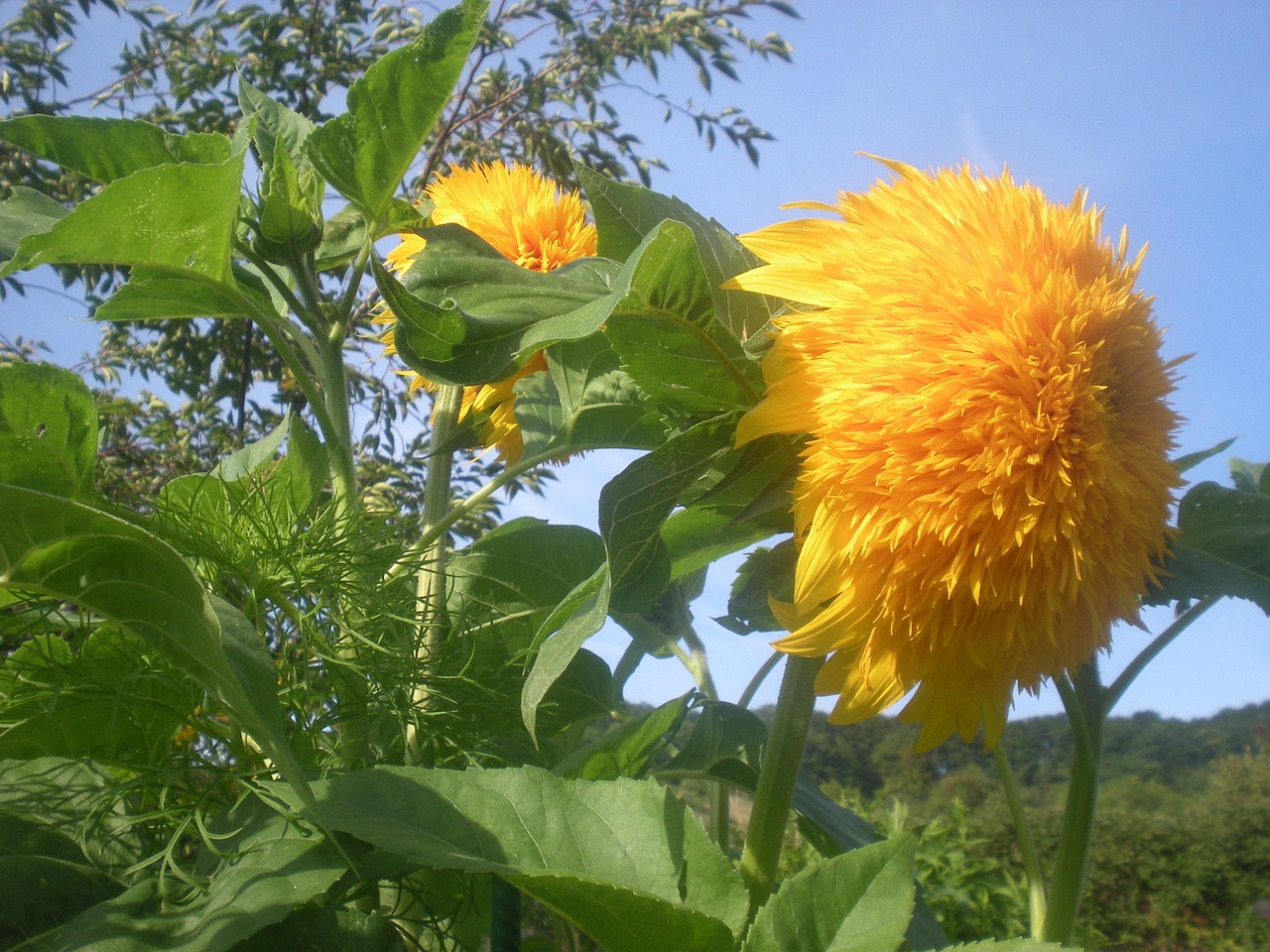 sunflower flowers flower free photo
