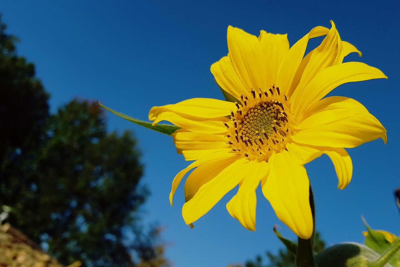 sunflower  sky  flower free photo