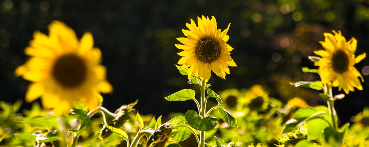 sunflower  three  wind free photo