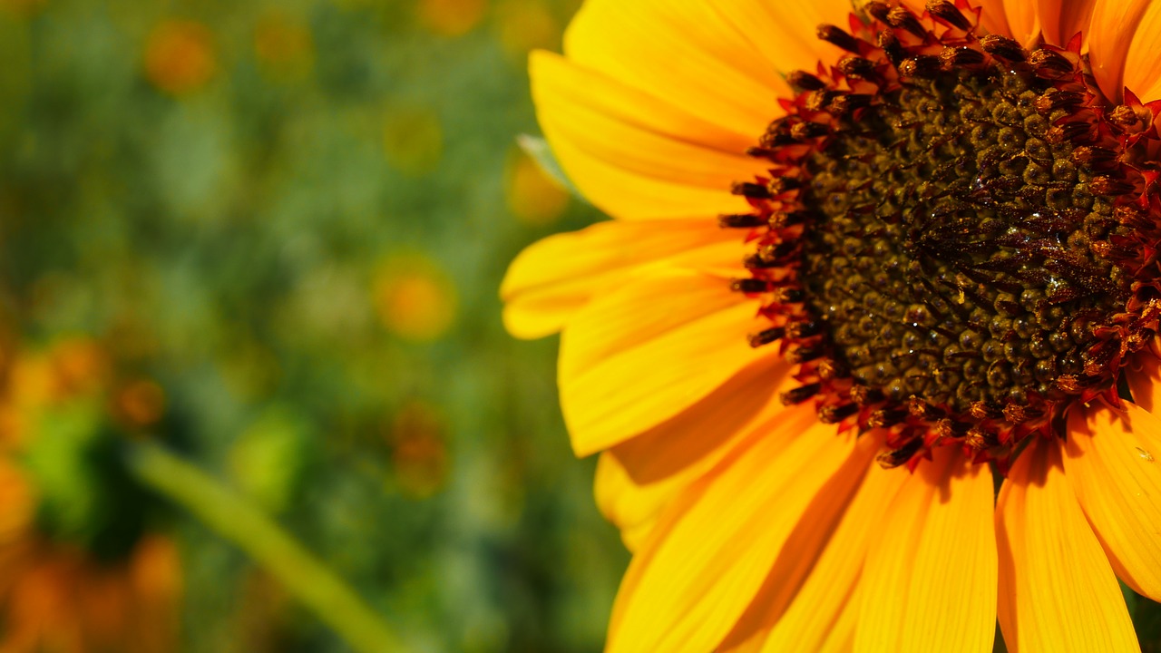 sunflower  nature  flower free photo