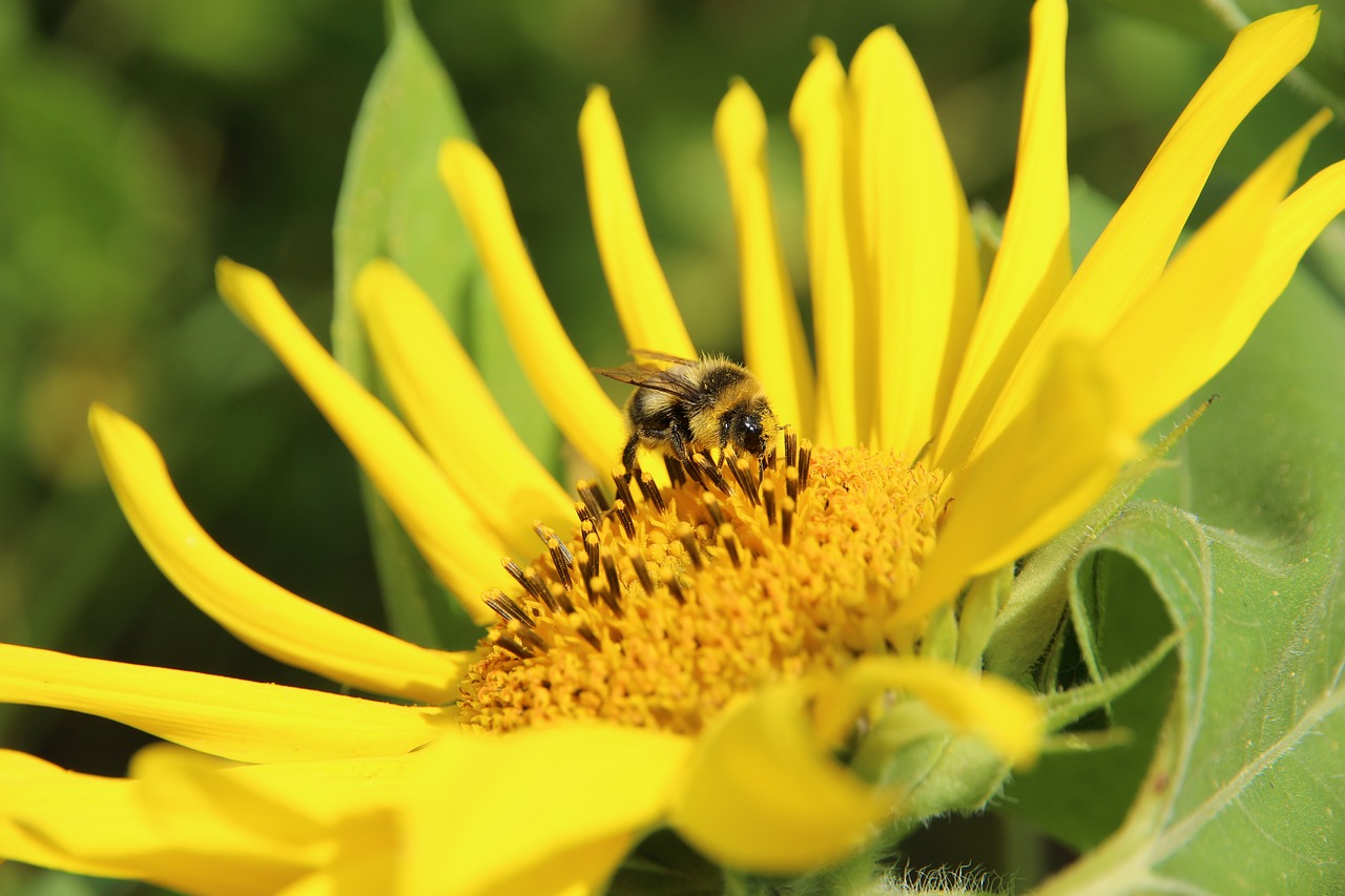 sunflower  plant  flower free photo