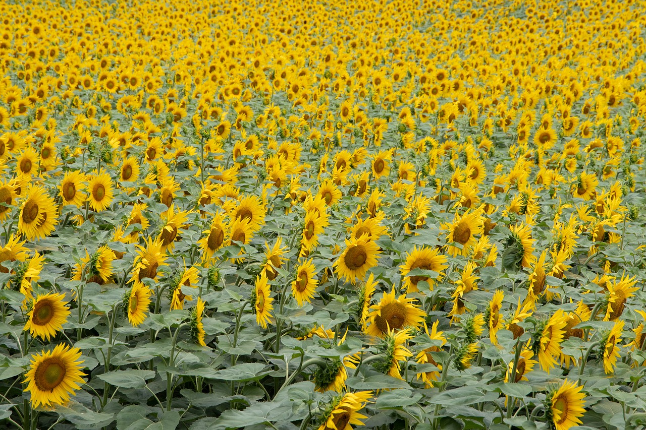 sunflower  field  yellow free photo