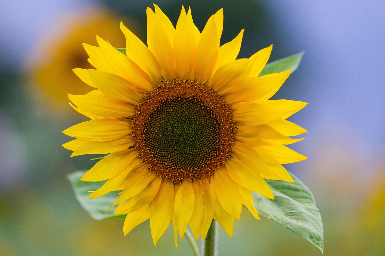 sunflower  yellow  flower free photo