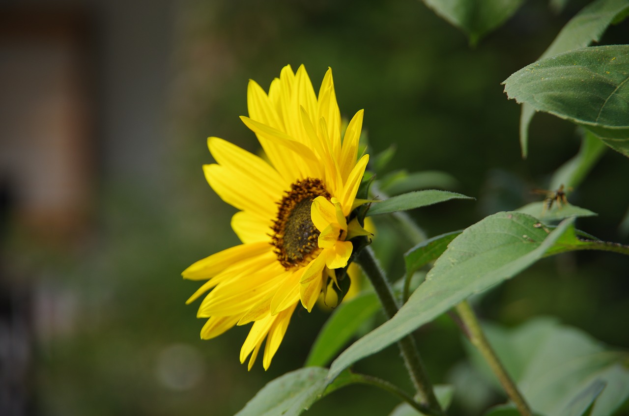 sunflower  yellow  garden free photo