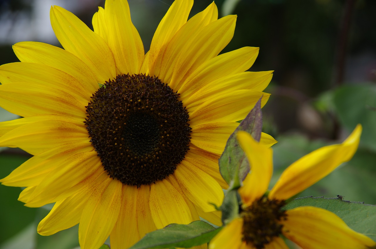 sunflower  yellow  nature free photo