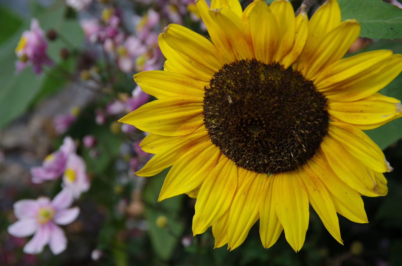 sunflower  yellow  nature free photo