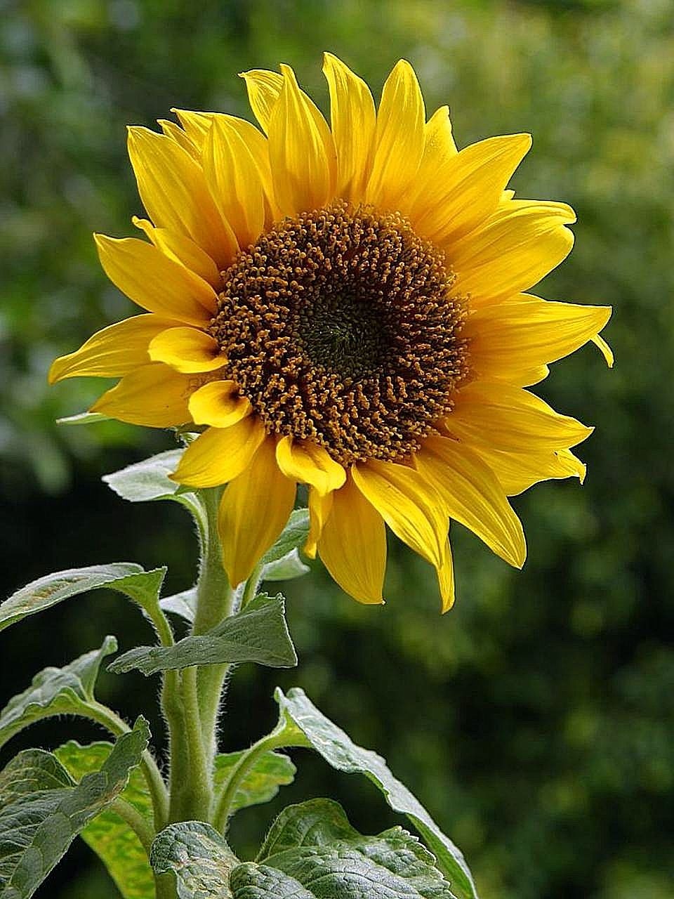 sunflower flower golden free photo