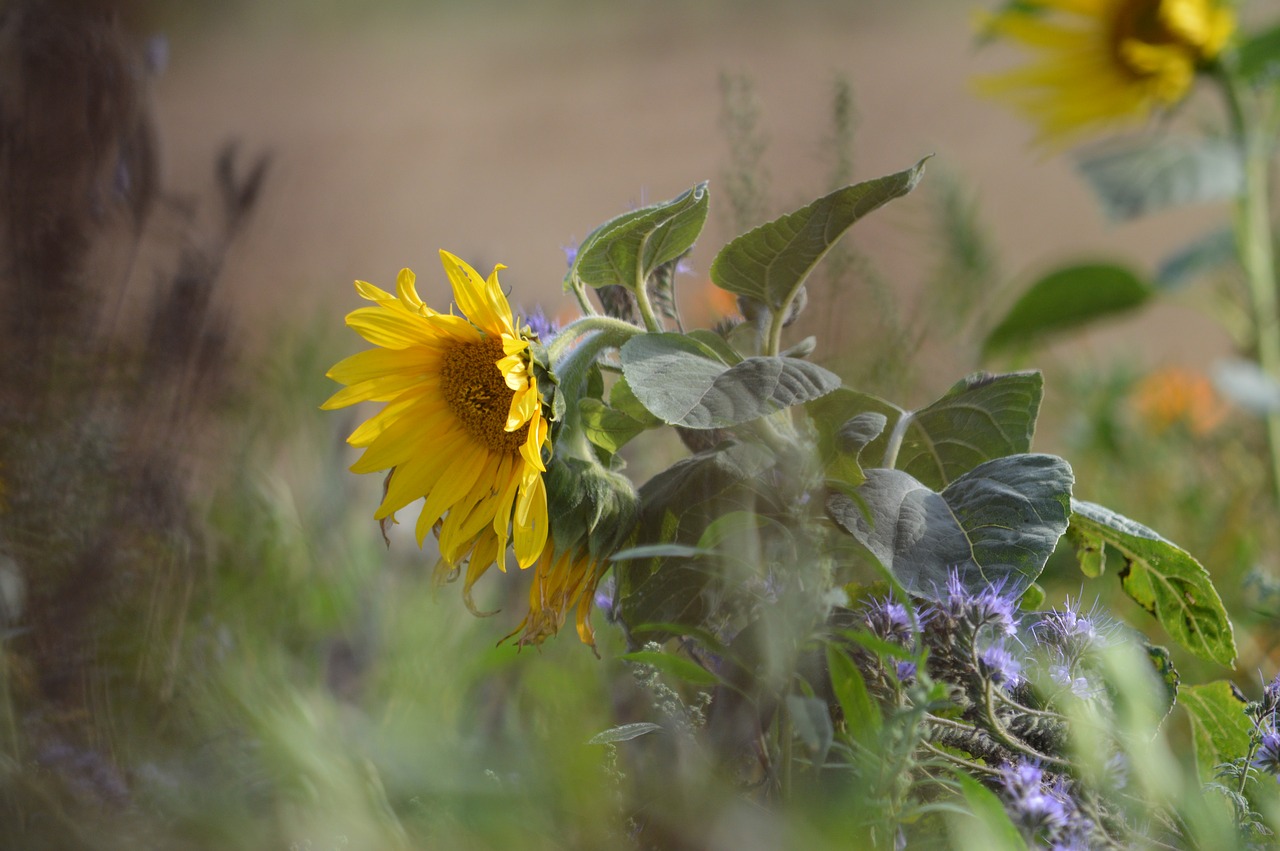 sunflower  wind  nature free photo