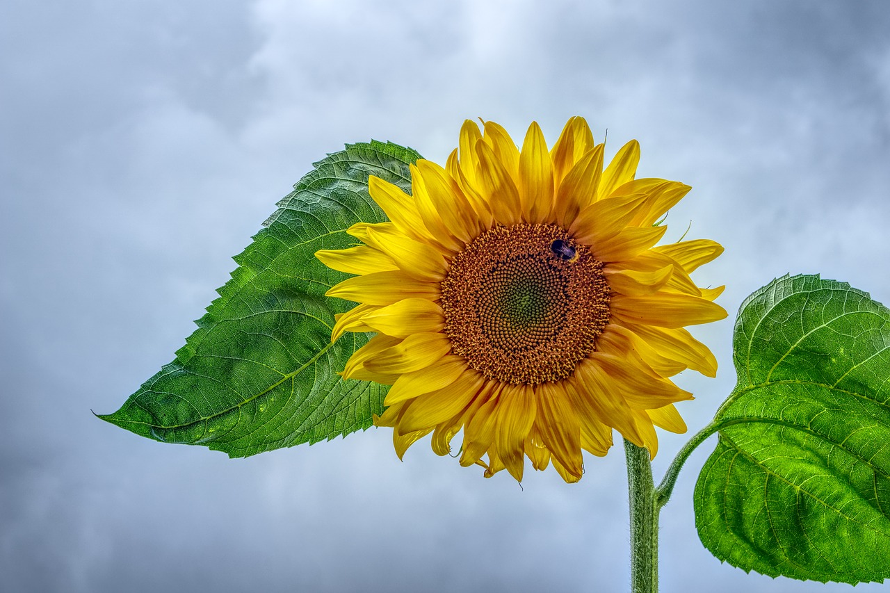 sunflower  blossom  bloom free photo