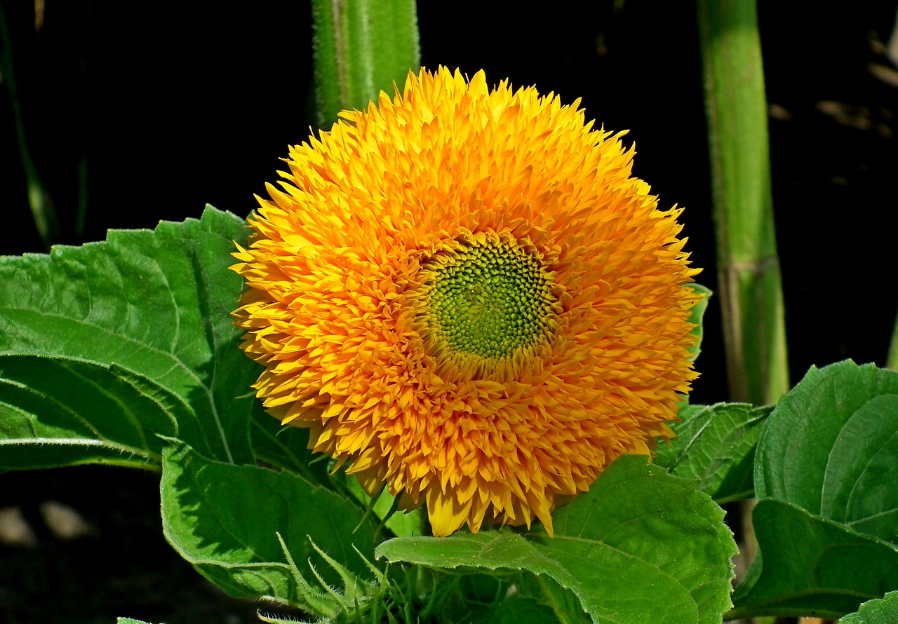 sunflower  dashing  flower free photo