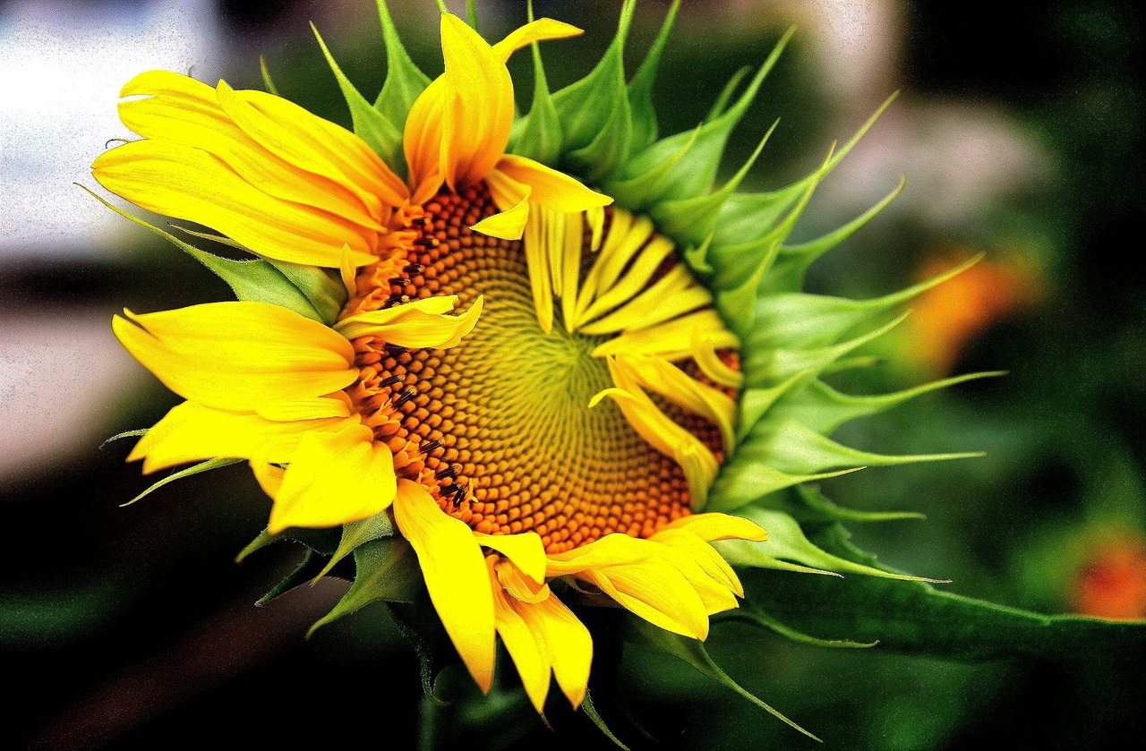 sunflower  flowers  yellow free photo