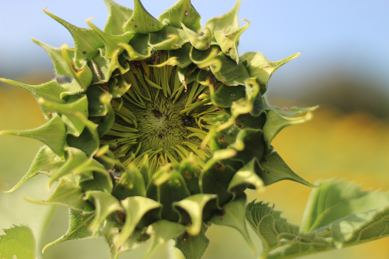 sunflower  flowers  yellow free photo