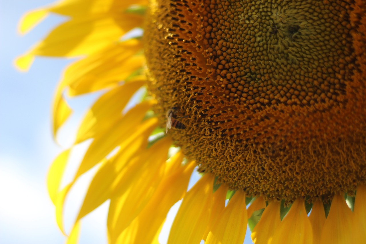 sunflower  flowers  yellow free photo