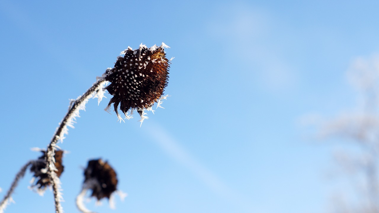 sunflower  winter  cold free photo