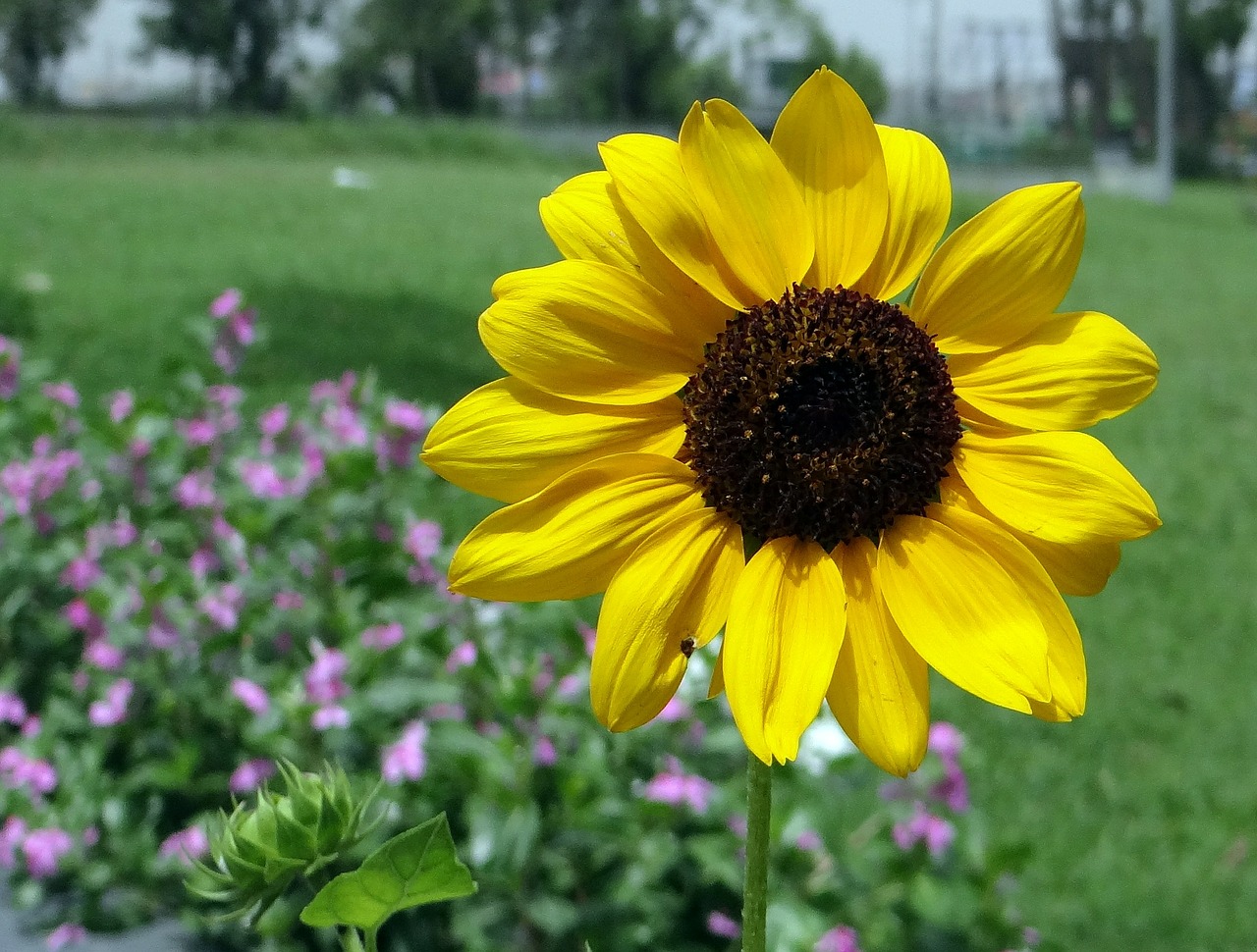 sunflower ornamental macro free photo